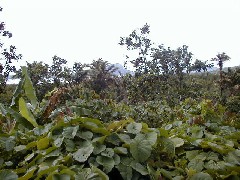 Chuuk Micronesia Trips