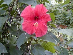 Micronesia Pohnpei Trips Village flower