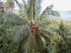 Micronesia Pohnpei Trips coconuts