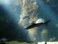 Hawaii Trips aquarioum