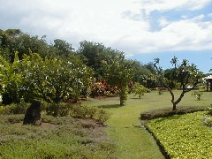 Hawaii Trips