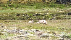 dead mother sheep and lambs; Stykkisholmur, Iceland, IS