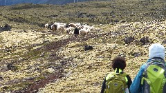 Judi Ratner; Ruth Bennett McDougal Dorrough; sheep; Stykkisholmur, Iceland, IS