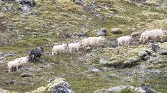 sheep; Stykkisholmur, Iceland, IS