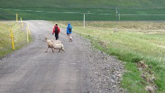 sheep; Isafjordur, IS