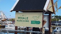 sign Husavik Whale Watching
