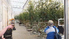 Tomato hothouse; Tomato hot house; North Eastern Region Iceland, IS