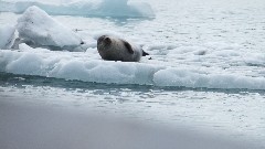 seal; Iceland; Djupivogur; Vatnajokull Glacier Lagoon