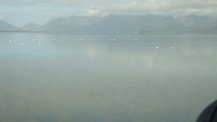 birds; Iceland; Djupivogur
