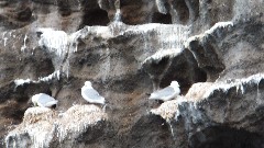 birds; Vestmannaeyjar Heimaey Iceland, IS