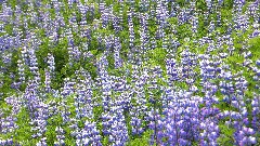 purple flowers; Vestmannaeyjar Iceland, IS