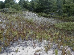 Sturgeon Bay Beach Michigan 2005 Trips