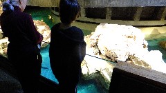 Ruth Dorrough; Jacob Grant Wheeler; Aquarium Boston, MA