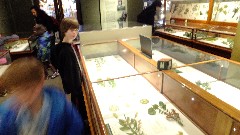Jacob Grant Wheeler; glass flowers; Peabody Museum at Harvard Boston, MA