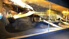 New_England; Boston 2015-03; Peabody Museum at Harvard