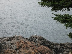 from Great Head Trail; Acadia