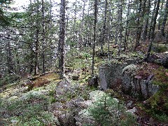 Acadia