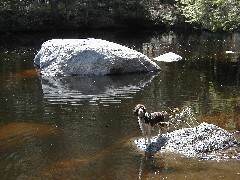 Trips New England Hampshire Kat s land Wyatt dog