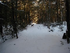 Wyatt dog; Kat s land near Cabin; New Hampshire