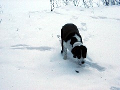 Wyatt; New Hampshire