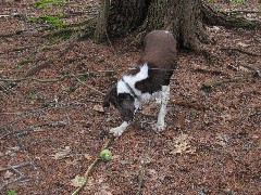 Wyatt dog