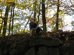 Mac dog;