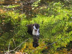 Wyatt dog in the pond on Gleason falls road
