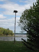 Osprey bird nest; Lubberland Creek Preserve; Newmarket, NH