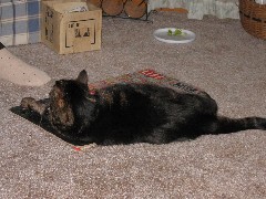 Buster the Cat