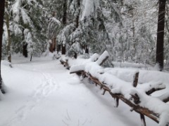 Bradford Tall Pines State Forest; snow; Bradford NH