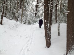 Ruth Dorrough; Bradford Tall Pines State Forest; snow; Bradford NH