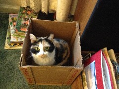 Katrina; Mom s kat in her temporary home