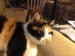 Katrina the Cat