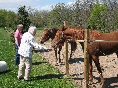 Karen Rose; Judy Dorrough; feeding the horse carrots