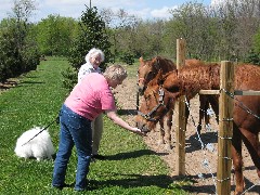 Judy Dorrough; Karen Rose; feeding the horse carrots