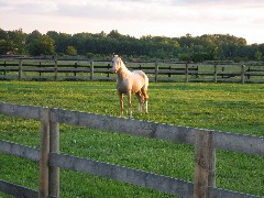 horse; Trips; Ohio; August