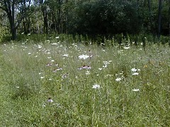 Trips Ohio flowers