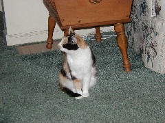 Katrina Cat