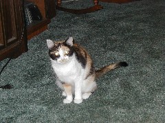 Family July Ohio Trips Katrina cat