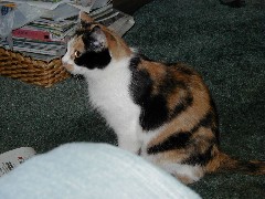 Medway Ohio Trips Katrina cat