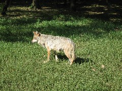wolf at the Columbus Zoo