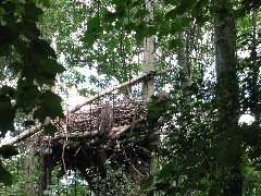 bald eagle bird at the Columbus Zoo