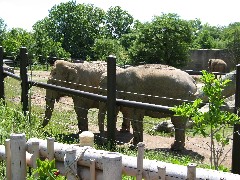elephants at the Columbus zoo