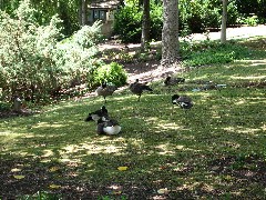 geese at the Columbus Zoo