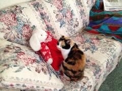 Katrina the cat