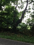 tree near Union Road / Whaley Road Medway Ohio