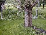 2118 South Union Road; Medway; Ohio backyard