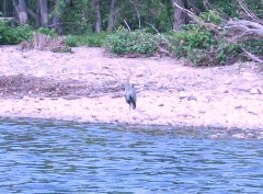 Blue Heron Delaware River Milford PA