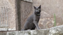 cat; Rome; Via del Teatro di Marcello
