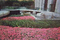 San Francisco flowers